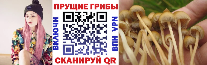Купить  Волгореченск  Псилоцибиновые грибы Psilocybe 